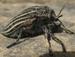 Julodis Sp.