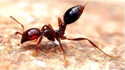 AgroSpeCom is fighting against the deadliest creatures on Earth!