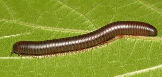 Diplopoda